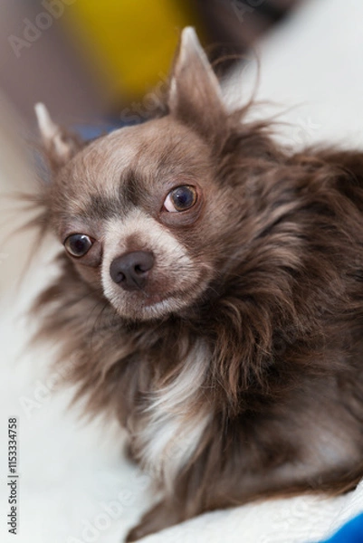 Fototapeta Lilac longhair chiwawa portrait, Close-up