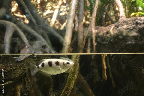 Obraz fish in mangrove