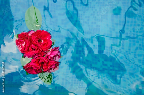Fototapeta Horizontal picture of red roses and petals in water on a blue background, top view