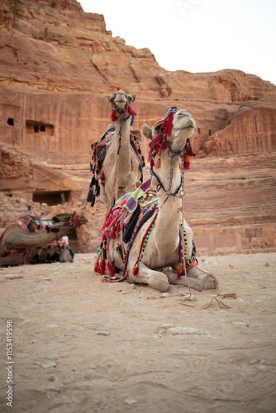 Fototapeta Arabian Camel with Bedouin Decoration in Petra Desert in Jordan. Camelus Dromedarius with One Hump in the Middle East.