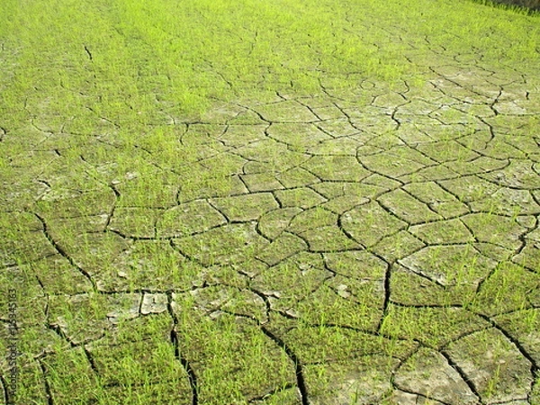 Fototapeta ひび割れた田んぼの雑草
