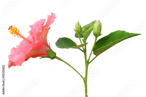 Obraz Pink Hibiscus on white background with path