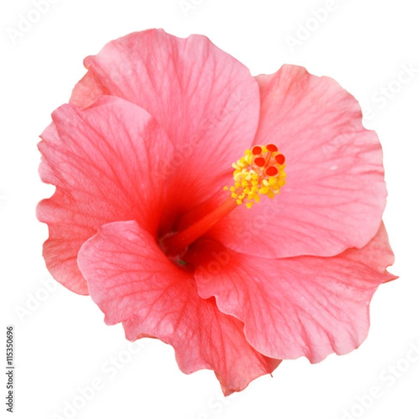 Obraz Pink Hibiscus
