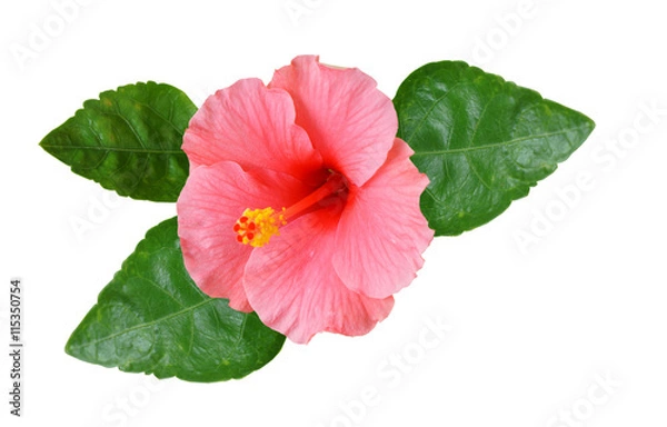 Obraz pink hibiscus with green leaf