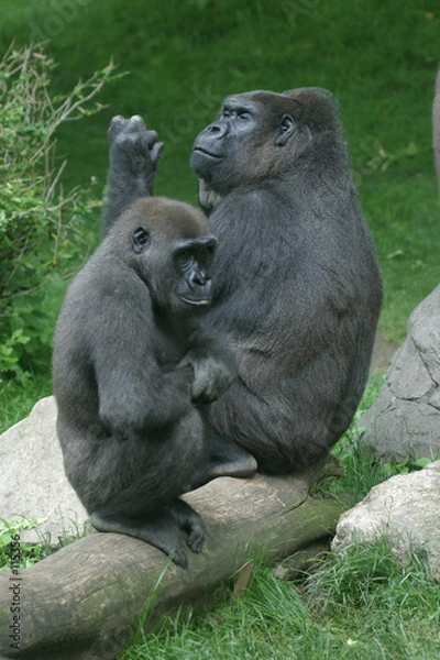 Obraz lowland gorilla