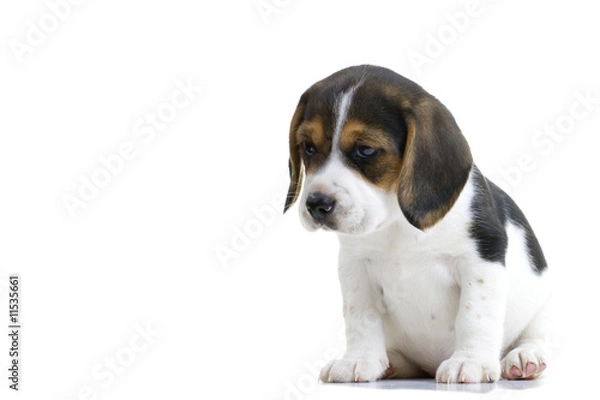Obraz Beagle Puppy