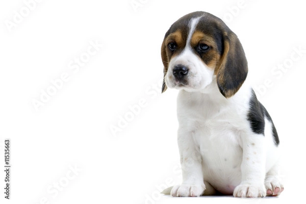 Obraz Beagle Puppy