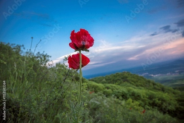 Fototapeta Red poppies on a green meadow. Plants from the Red Book