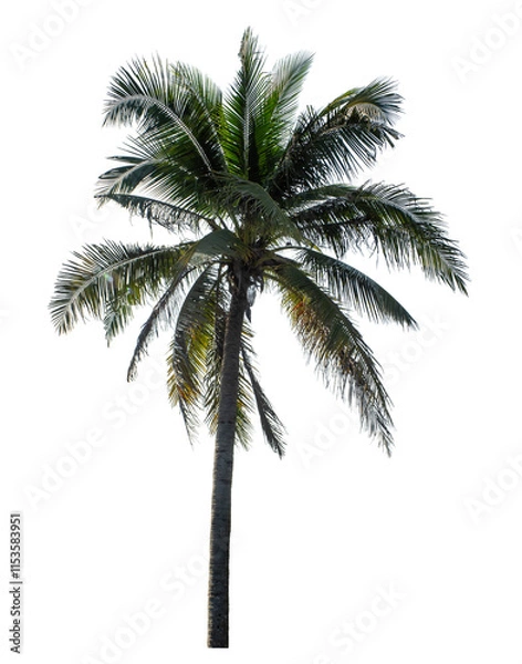 Fototapeta Coconut tree on transparent background with clipping path and alpha channel..