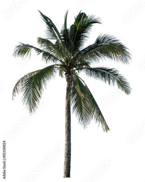 Fototapeta Coconut tree on transparent background with clipping path and alpha channel..
