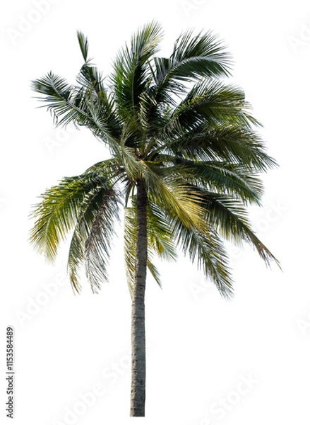 Fototapeta Coconut tree on transparent background with clipping path and alpha channel..