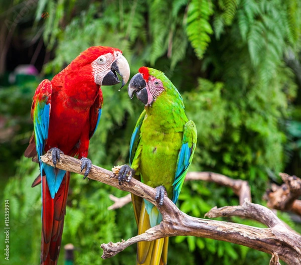 Obraz Two parrots telling secrets