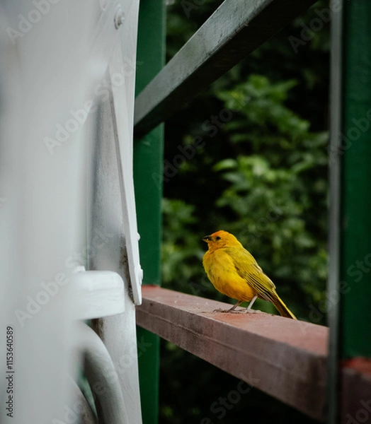 Obraz Yellow bird perching on a fence 
