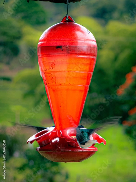 Obraz Two hummingbirds hovering by a feeder