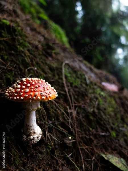 Obraz Mushroom on a tree 