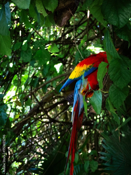 Fototapeta The colours of a parrot in a tree