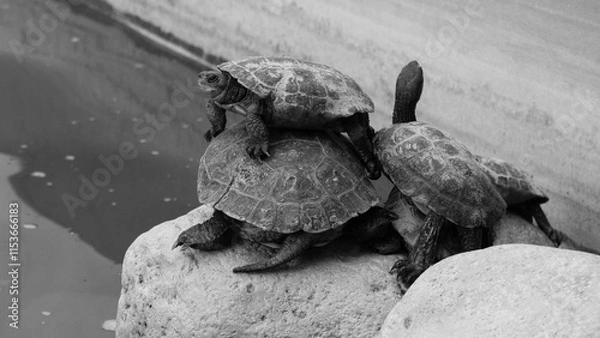 Obraz Three tortoises in a zoo