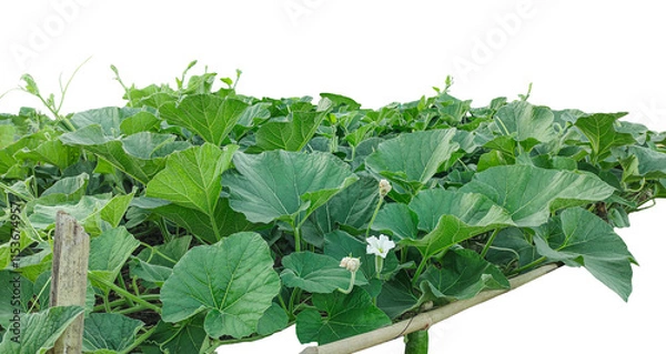 Fototapeta a vegetable garden with green plants on a wooden frame, cabbage growing in the garden, gourd tree branch with green leaf and white flower 