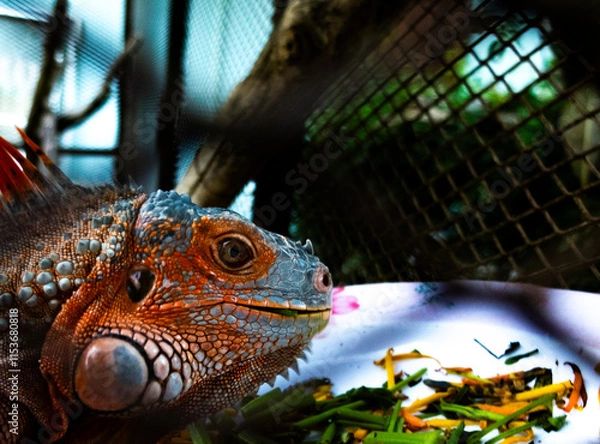 Obraz Iguana in a cage