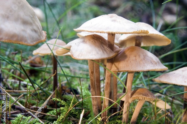 Obraz nelkenschwindling