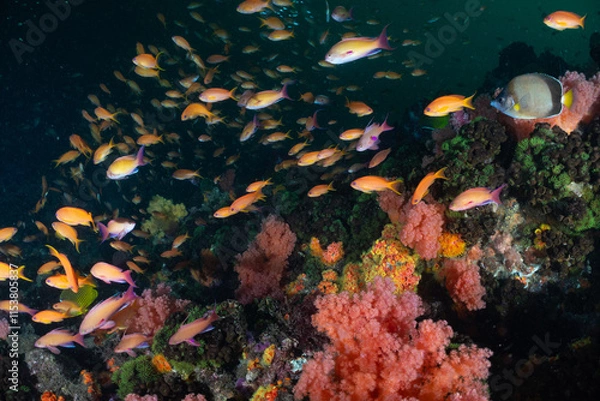 Obraz カラフルな海