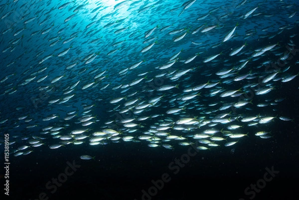 Obraz タカベの群れ