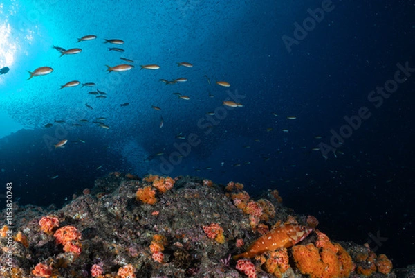 Fototapeta 魚の群れ