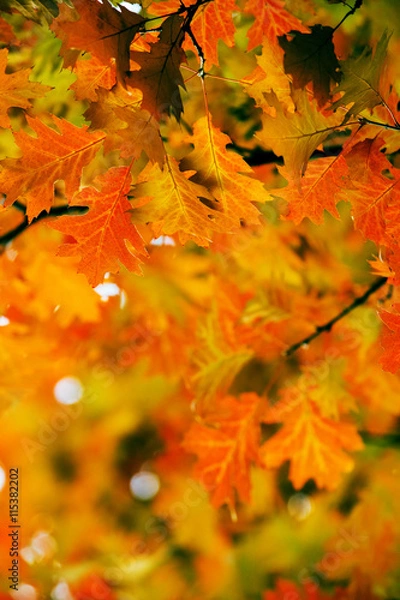 Fototapeta Leaves on the branches in the autumn forest.