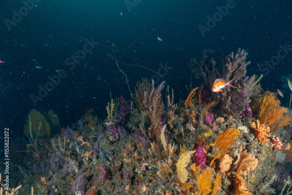 Fototapeta 海の中