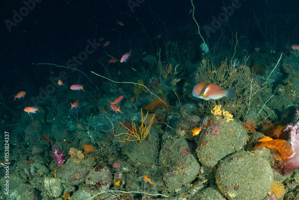 Fototapeta 魚の群れ