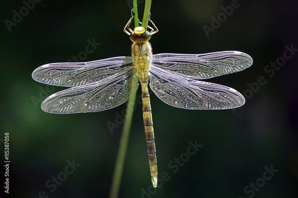 Obraz Dragonfly przed pierwszym lotem