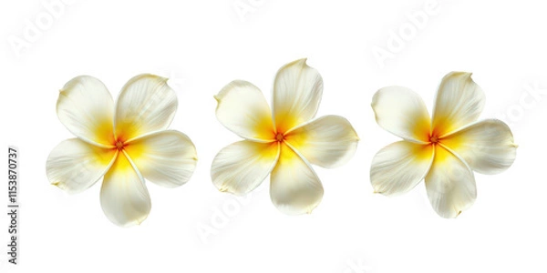 Fototapeta Vibrant Collection of Flowers - Artistic Arrangement on Crisp White Background for Creative Projects the product image shot (transparent) , print, banner