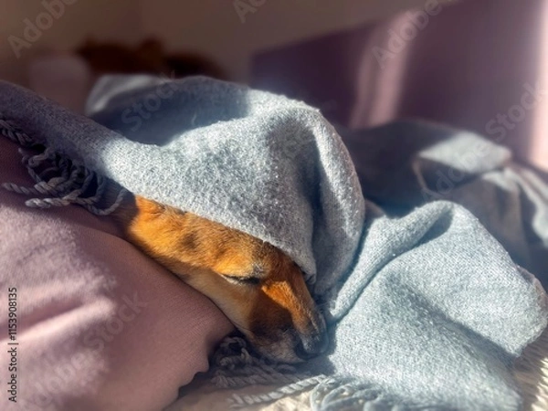 Fototapeta Pensive Shiba Inu with a sorrowful expression, head nestled under a blanket. The mood is reflective and contemplative. High quality close-up photo. copy space available.