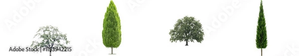 Obraz A green tree, isolated on a transparent background with a clipping path and alpha channel, intended for both printing and web use, symbolizing summer forest and foliage.