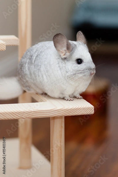 Obraz Chinchilla In Play