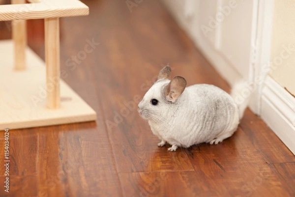 Obraz Chinchilla In Play