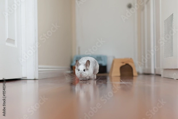 Obraz Chinchilla In Play