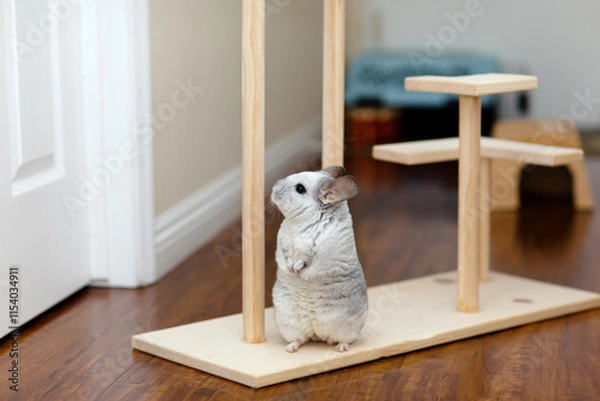 Obraz Chinchilla In Play