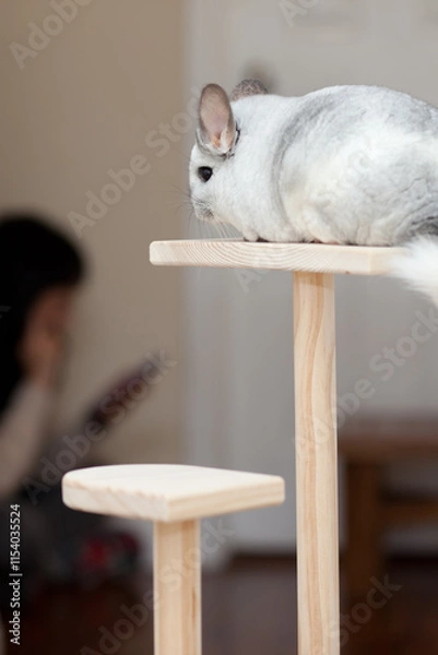 Obraz Chinchilla In Play