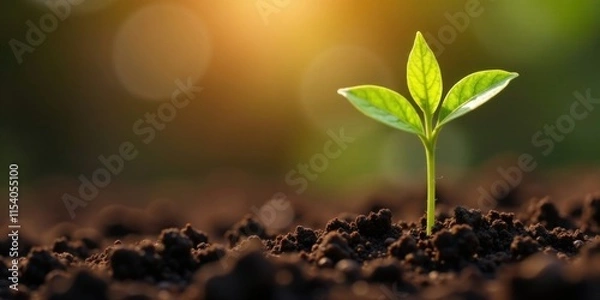 Fototapeta A Delicate Seedling Emerges, Reaching Towards the Warm Golden Light of the Setting Sun, a Symbol of New Growth and Renewal in Rich, Dark Earth