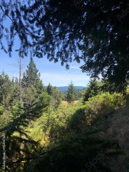 Obraz trees in the forest