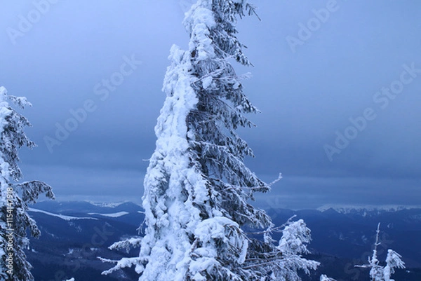 Obraz Snow-covered Christmas tree against the backdrop of mountains