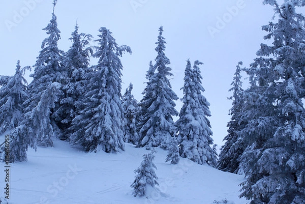 Fototapeta Snow-covered Christmas trees in the mountains with ski tracks