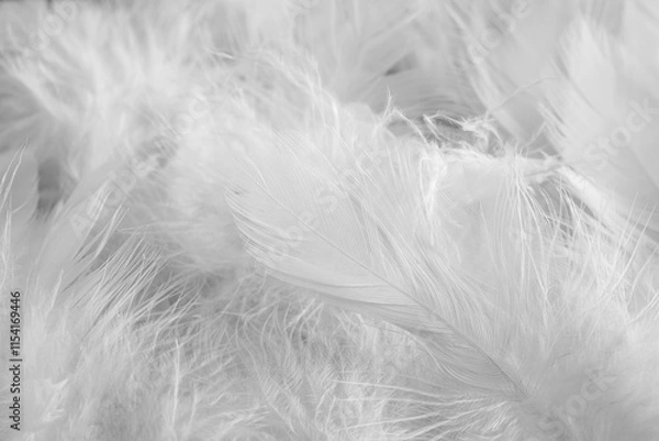 Fototapeta Many beautiful feathers as background, closeup view