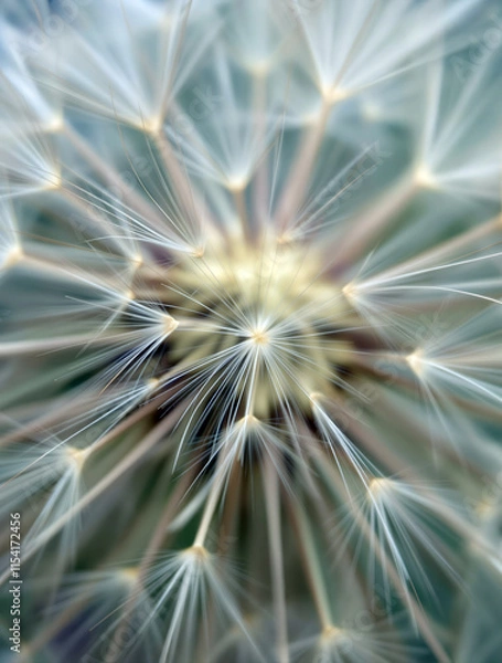 Fototapeta Delicate Dandelion Seed Head in Soft Focus Macro Photography