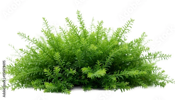 Obraz A vibrant cluster of lush green fern leaves on a clean white background, showcasing the detailed texture and freshness of natural foliage with vivid colors - transparent background.