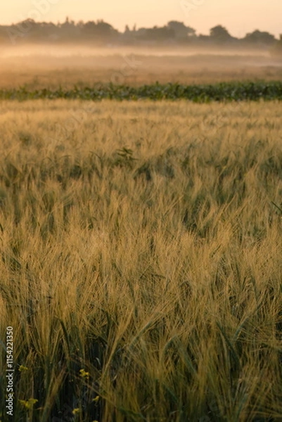 Fototapeta Wheat field covered in fog in the morning light.
