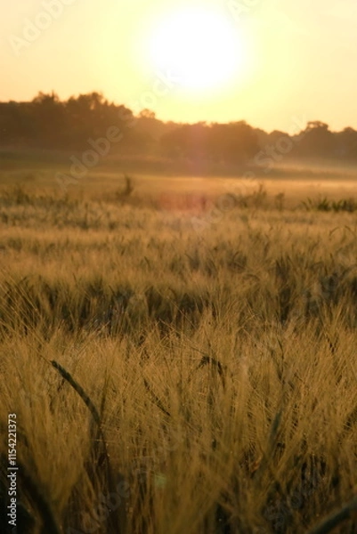 Fototapeta Wheat field illuminated by the morning sun.