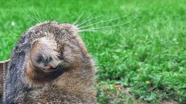 Obraz Close-up of a cat’s ear with detailed fur texture and green grass background