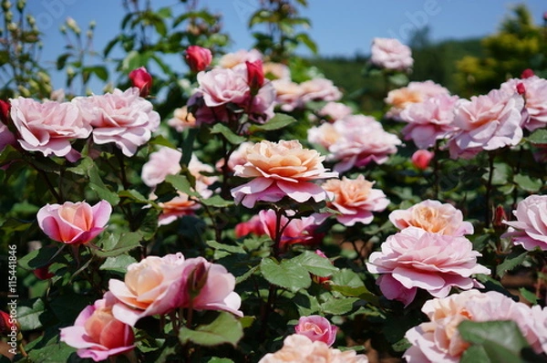 Obraz 咲き誇る薔薇